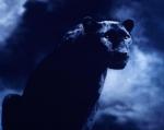 Аватар для PANTHER
