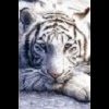 Аватар для GTiger86